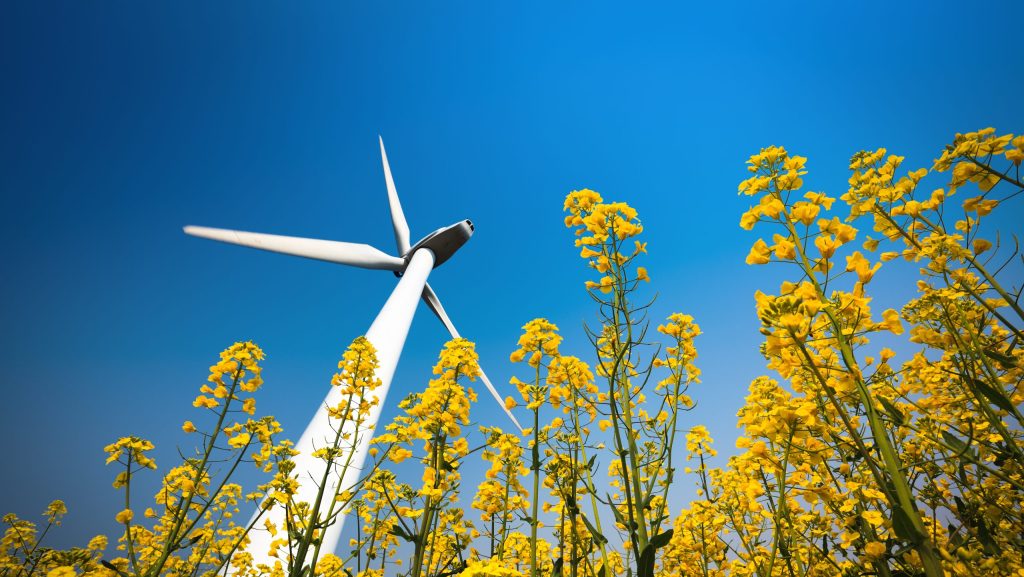 Blick von unten auf ein Windrad zwischen blühenden gelben Rapsblumen vor klarem blauem Himmel.